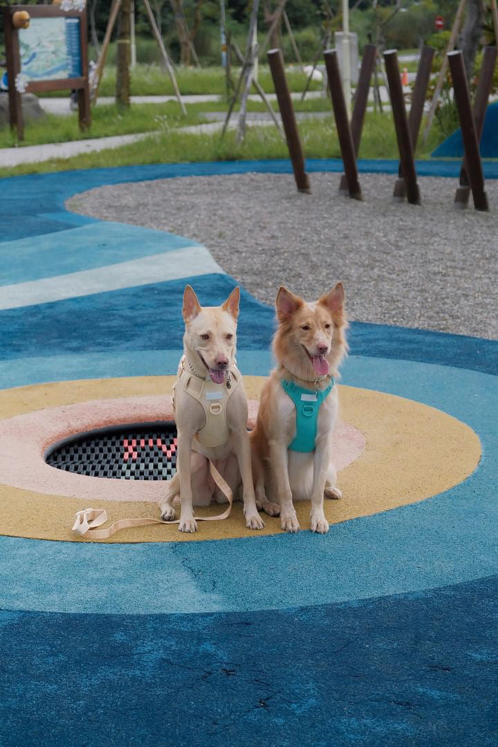 NO PULL ACTIVE PET HARNESS - MINT GREEN